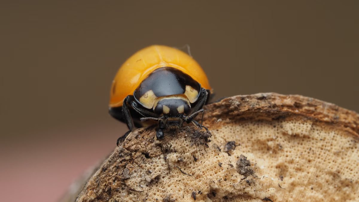 Close-up of an orange ladybug resting on a textured mushroom surface, showcasing nature's details.
